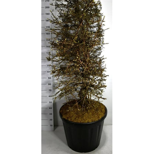 Hortensia – Hydrangea arborescens 'Pink Percussion' - C130 160-180 CM